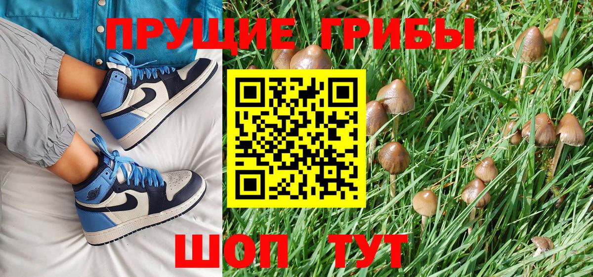 Большой Камень  Галлюциногенные грибы Psilocybine cubensis  Вход с VPN 